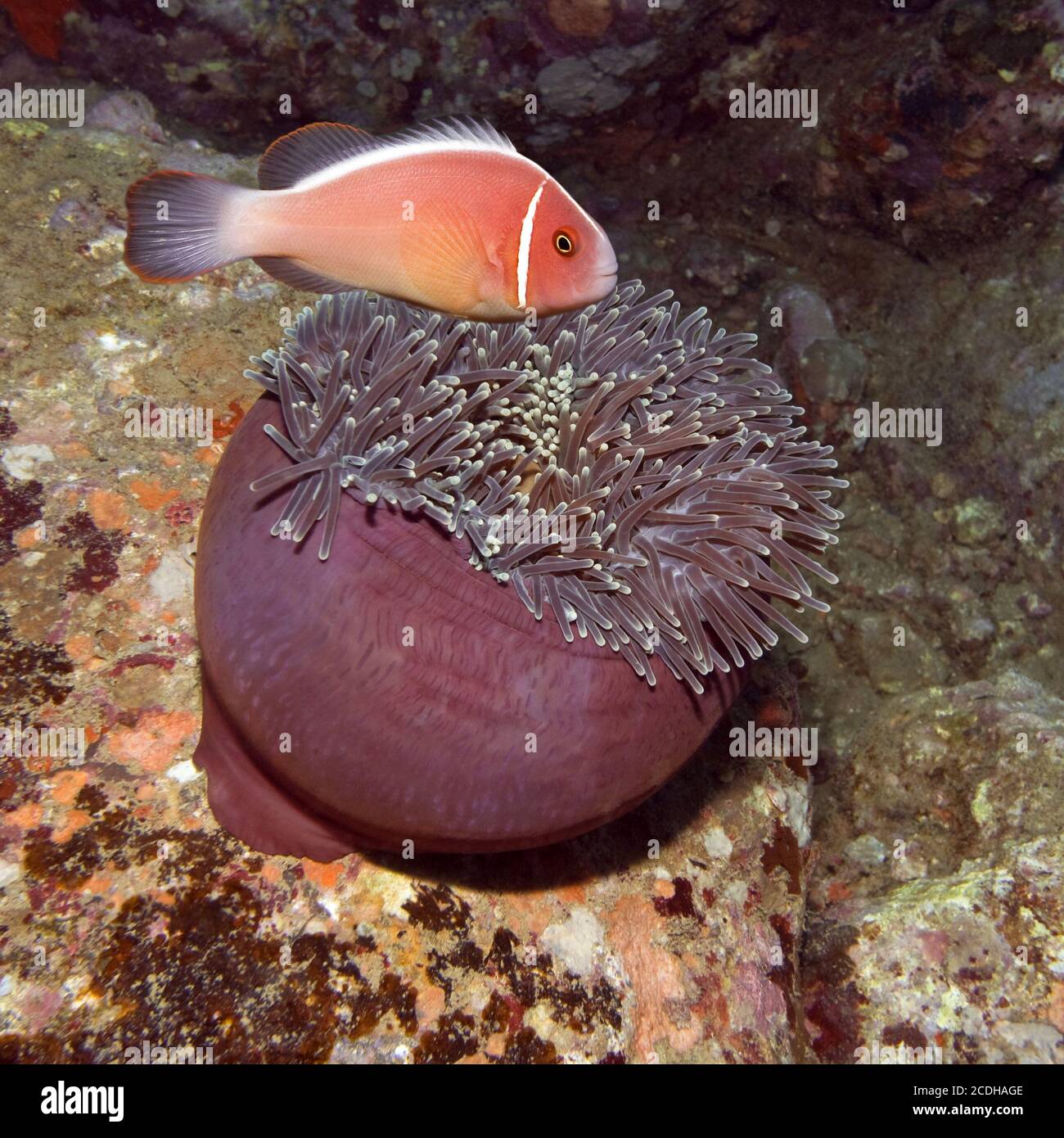El pez payaso y comer Anemone Fotografía de stock - Alamy