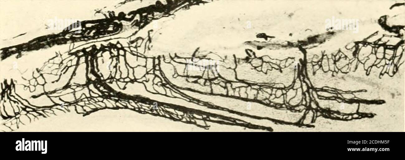 . Anatomische Hefte . Längsschnitt durch die Sehne der I. peronaeus longus, welche von der Synovialscheideumgeben unter dem retinaculum mm. peron. Eines erwachsenen Menschen hindurchgeht. Vergröss. 1 : 33. Die Figur zeigt die schlingenförmigen Capillarnetze und die in der Längsrichtung derSehne gestreckten Capillarmaschen im Innern der Sehne. Fig. 20. Längsschnitt durch die Sehne des l extensor digitorum longus der dritten Zehe, welche von der Svnovialscheide umgeben, unter dem Lig. Cruciatum eines neugeborenen Kindes hindurchgeht. Vergröss. 1 : 25. Die Fi ur zeigt die schlingenförmigen Cap Foto de stock