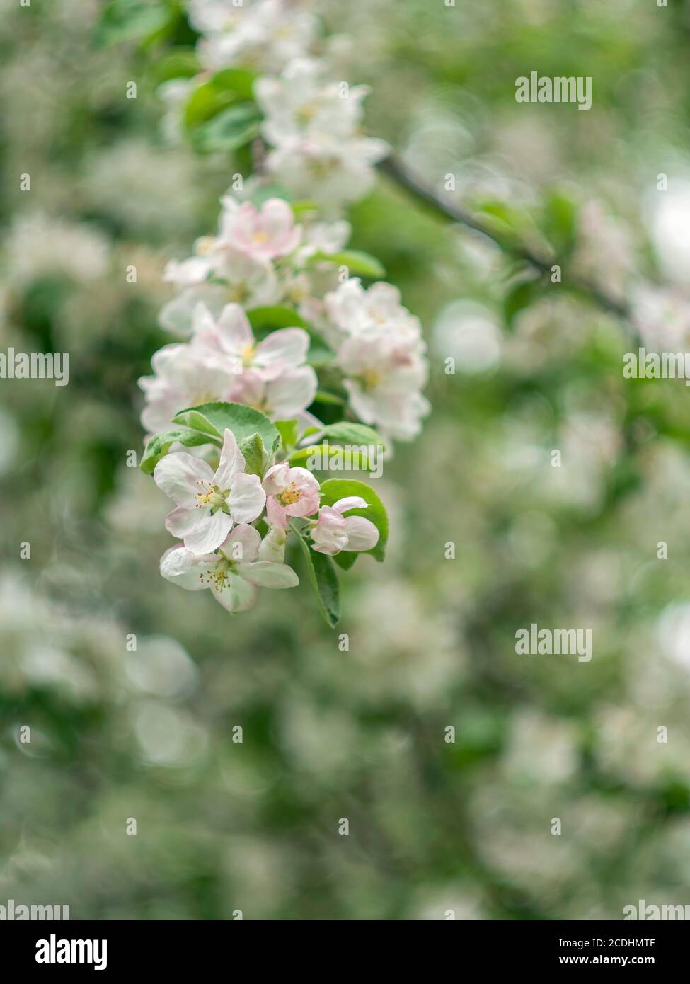 El árbol de manzana en flor. Árboles en flor de primavera. Macro flores en una lente Helios vintage. Enfoque selectivo. Se puede utilizar para tarjetas de felicitación. Foto de stock