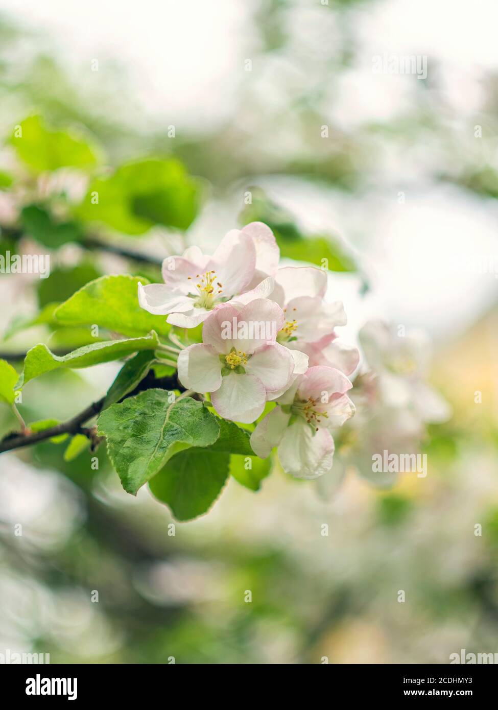 El árbol de manzana en flor. Árboles en flor de primavera. Macro flores en una lente Helios vintage. Enfoque selectivo. Se puede utilizar para tarjetas de felicitación. Foto de stock