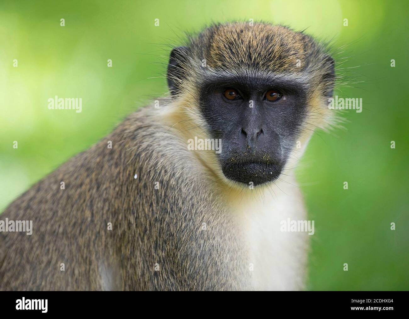 Mono de terciopelo verde mira directamente en lente Fotografía de stock - Alamy