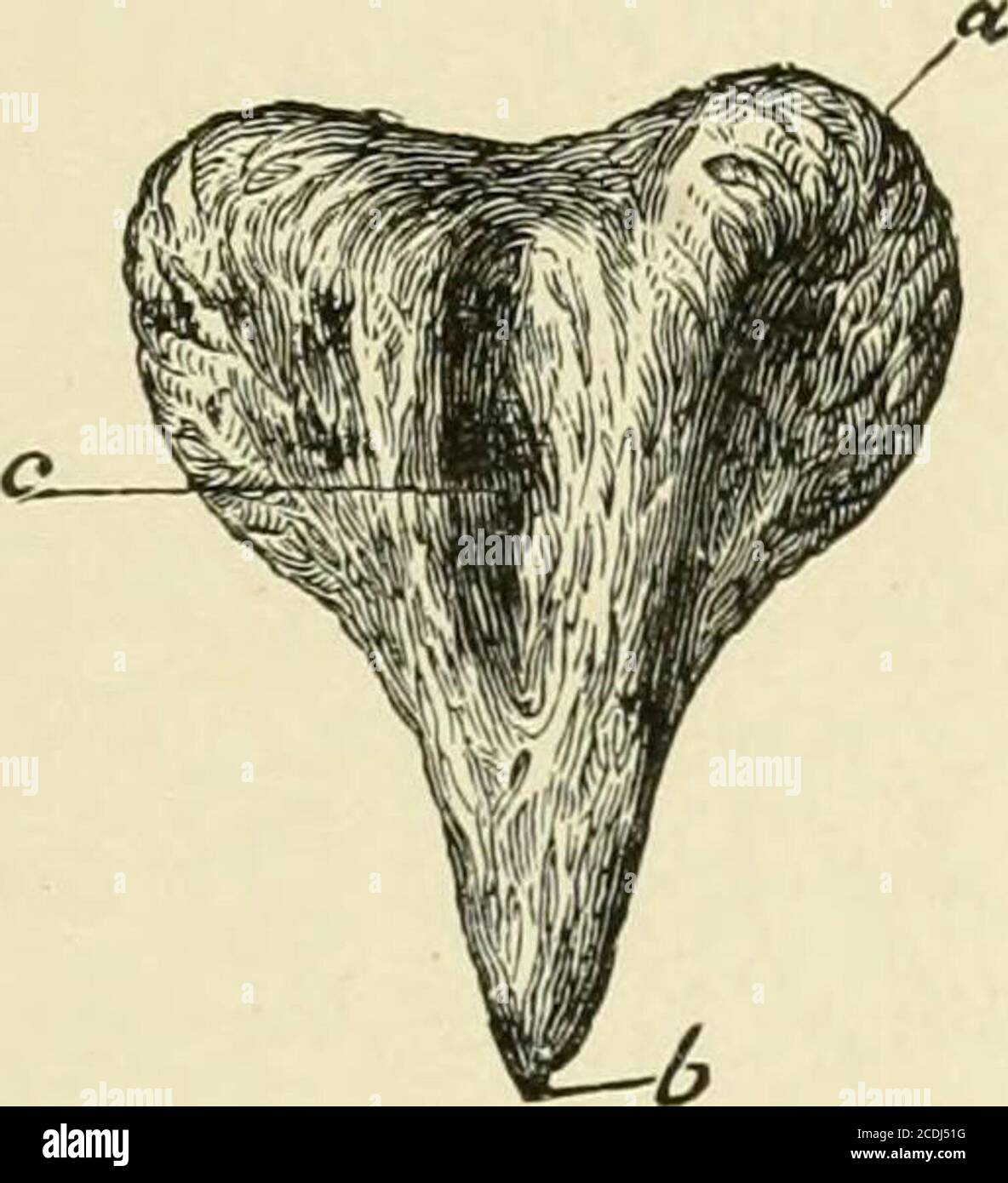 Hueso piramidal fotografías e imágenes de alta resolución Alamy
