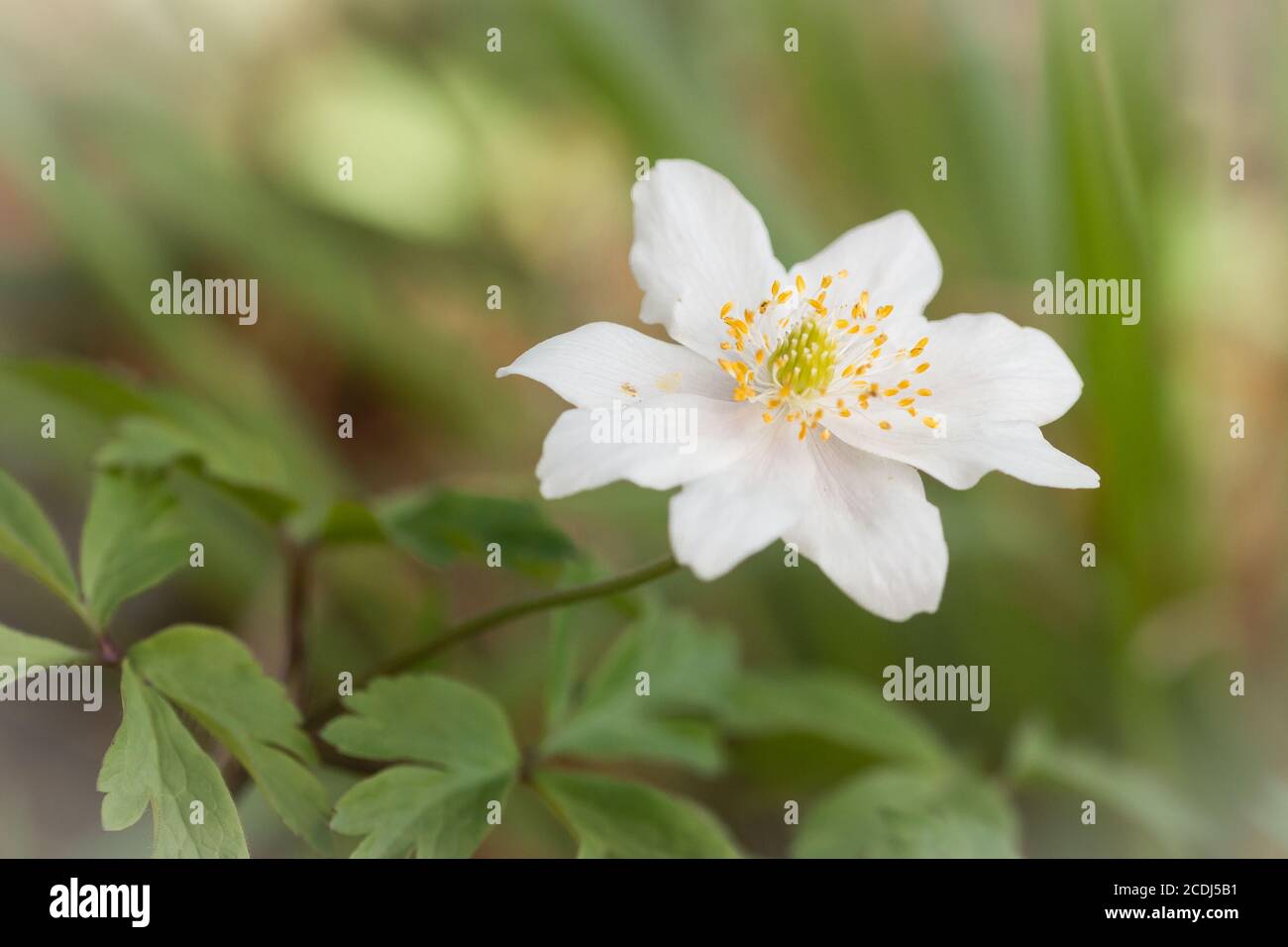 Imagen de la flor blanca de una anémona (Anemone nemorosa) Creciendo en la  primavera en un bosque de Norfolk Fotografía de stock - Alamy