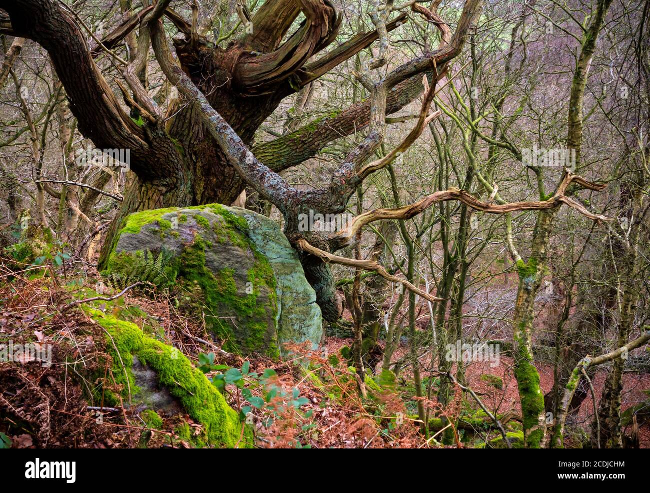 Viejos árboles retorcidos en el bosque con rocas y ramas cubiertas de musgo. Foto de stock