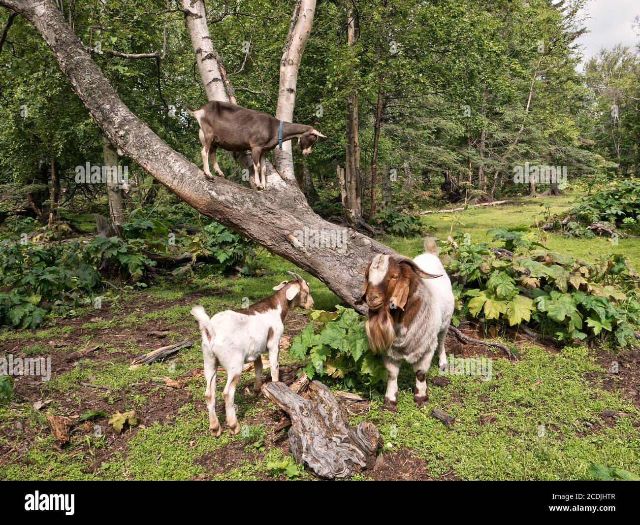 Cabra barbuda 'Capra aegagrus hircus' (raza mixta) comunicándose con dos hembras. Foto de stock