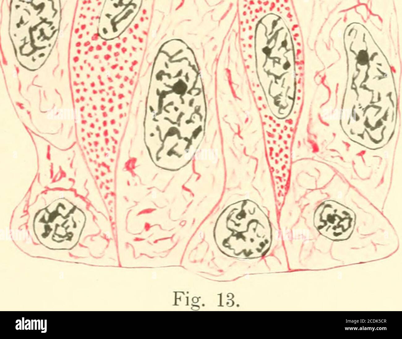 . Anatomische Hefte . Fig. 10. Fig. 11. Fig. 12.. Foto de stock