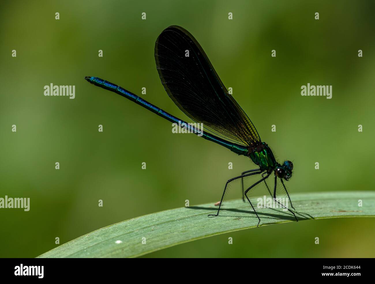 Macho hermosa Demoiselle, Calopteryx virgo, encaramado en la hoja. Foto de stock