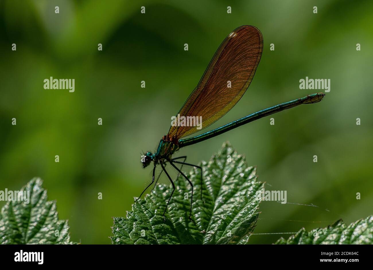 Mujer hermosa Demoiselle, Calopteryx virgo, encaramado en la hoja. Foto de stock