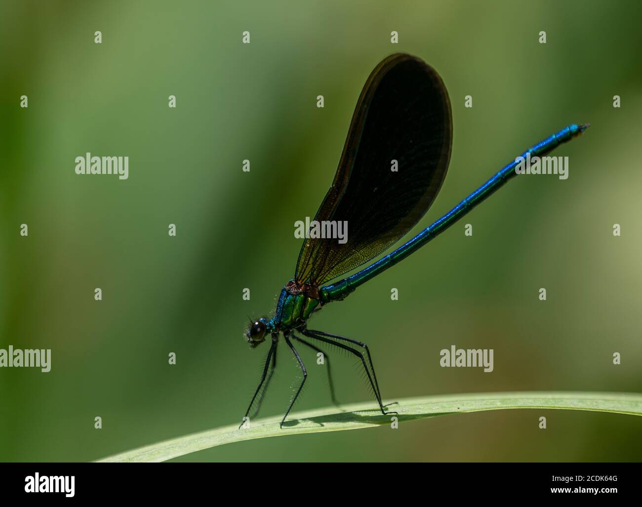 Macho hermosa Demoiselle, Calopteryx virgo, encaramado en la hoja. Foto de stock