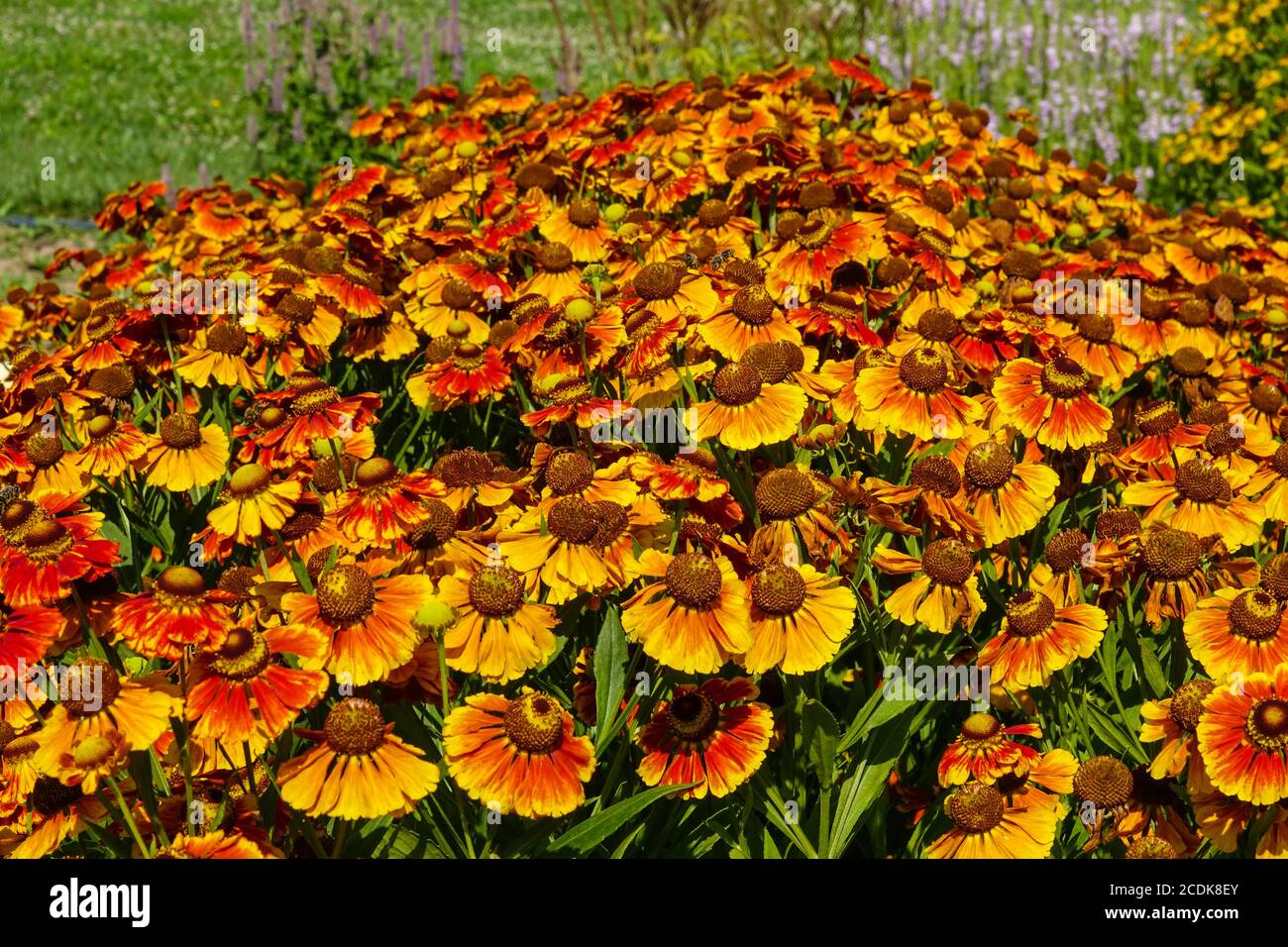 Flores en agosto fotografías e imágenes de alta resolución - Alamy