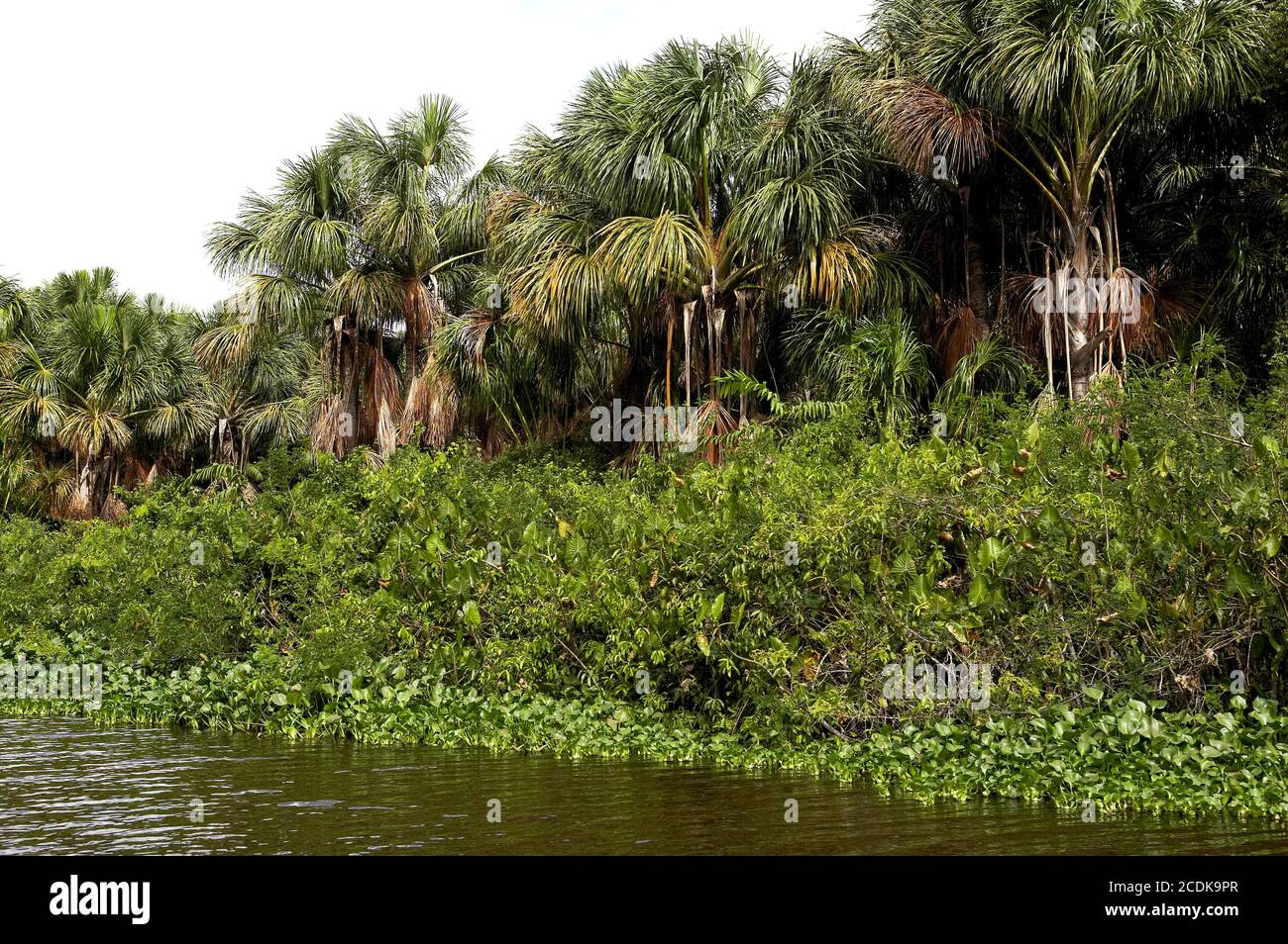 El Delta del Orinoco con subdivisiones geográcas.