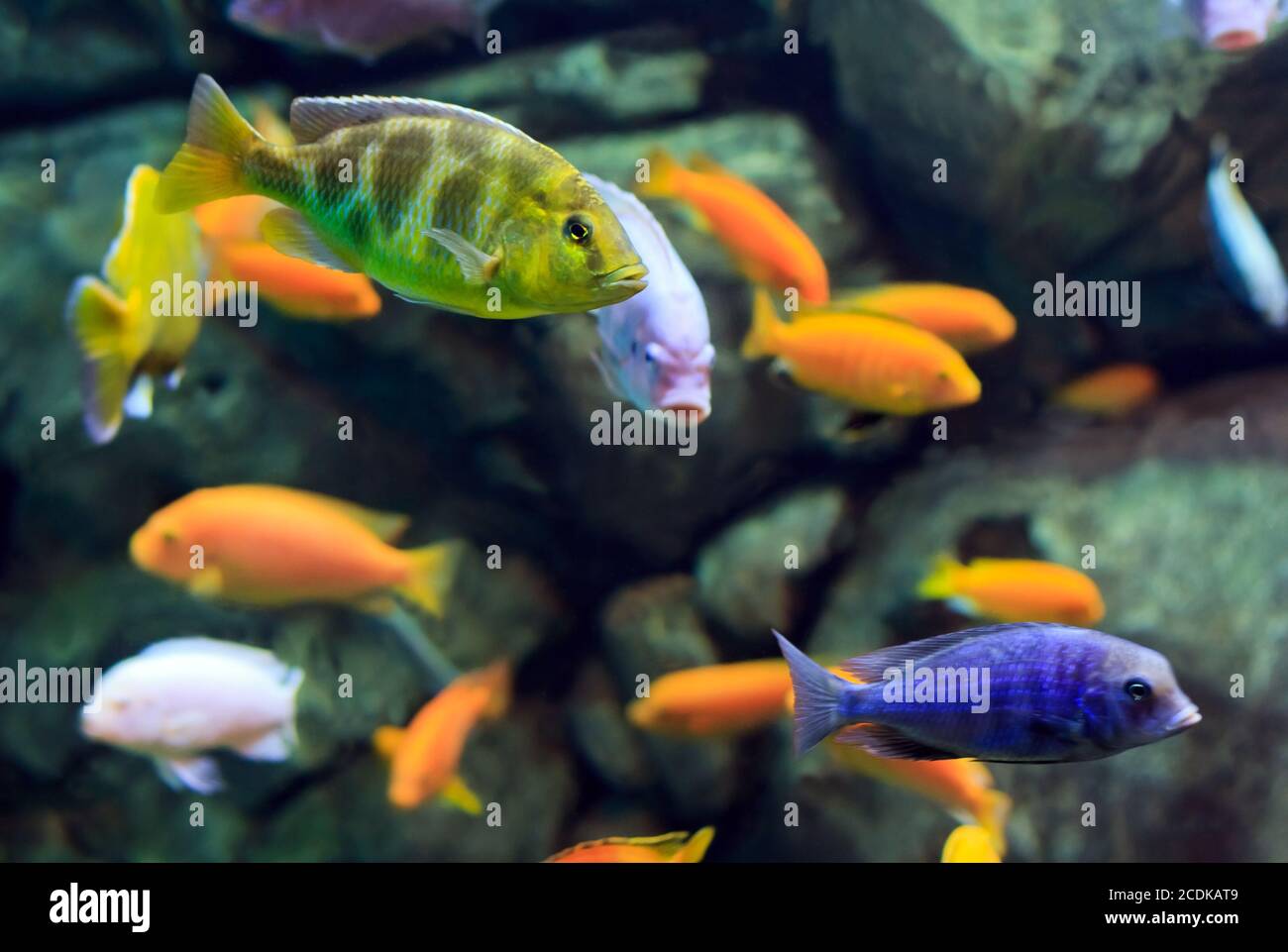 Imagen de un pez tropical en un arrecife de coral bajo el agua Foto de stock