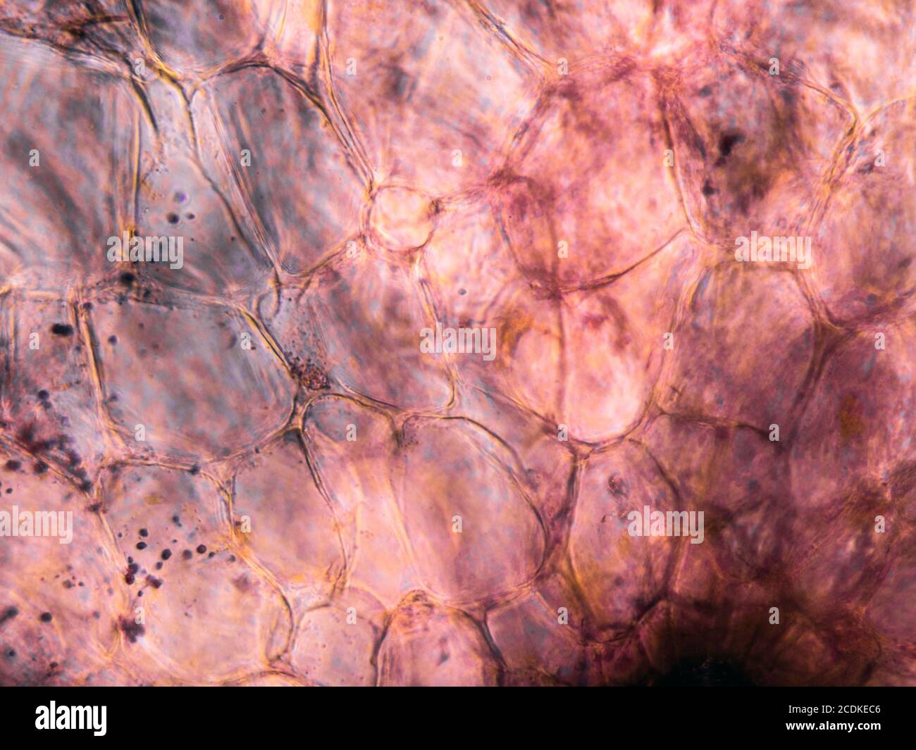 Vista microscópica de las células de raíz de zanahoria teñidas. Sección transversal. Microscopio compuesto óptico. Campo claro. Objetivo 40x. Foto de stock