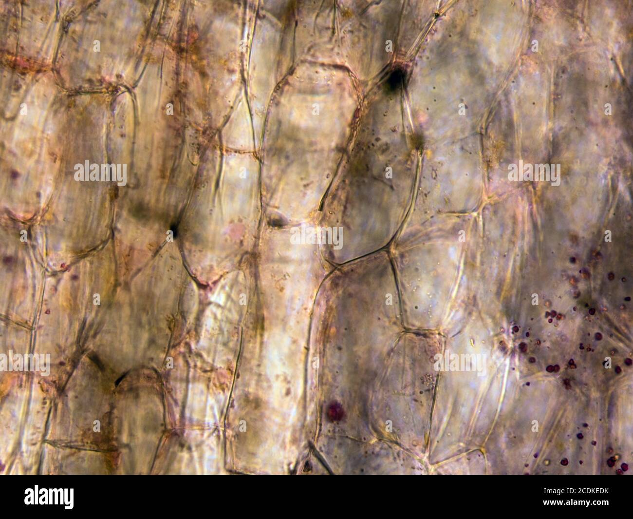 Vista microscópica de las células de raíz de zanahoria. Sección transversal. Microscopio compuesto óptico. Campo claro. Objetivo 40x. Foto de stock