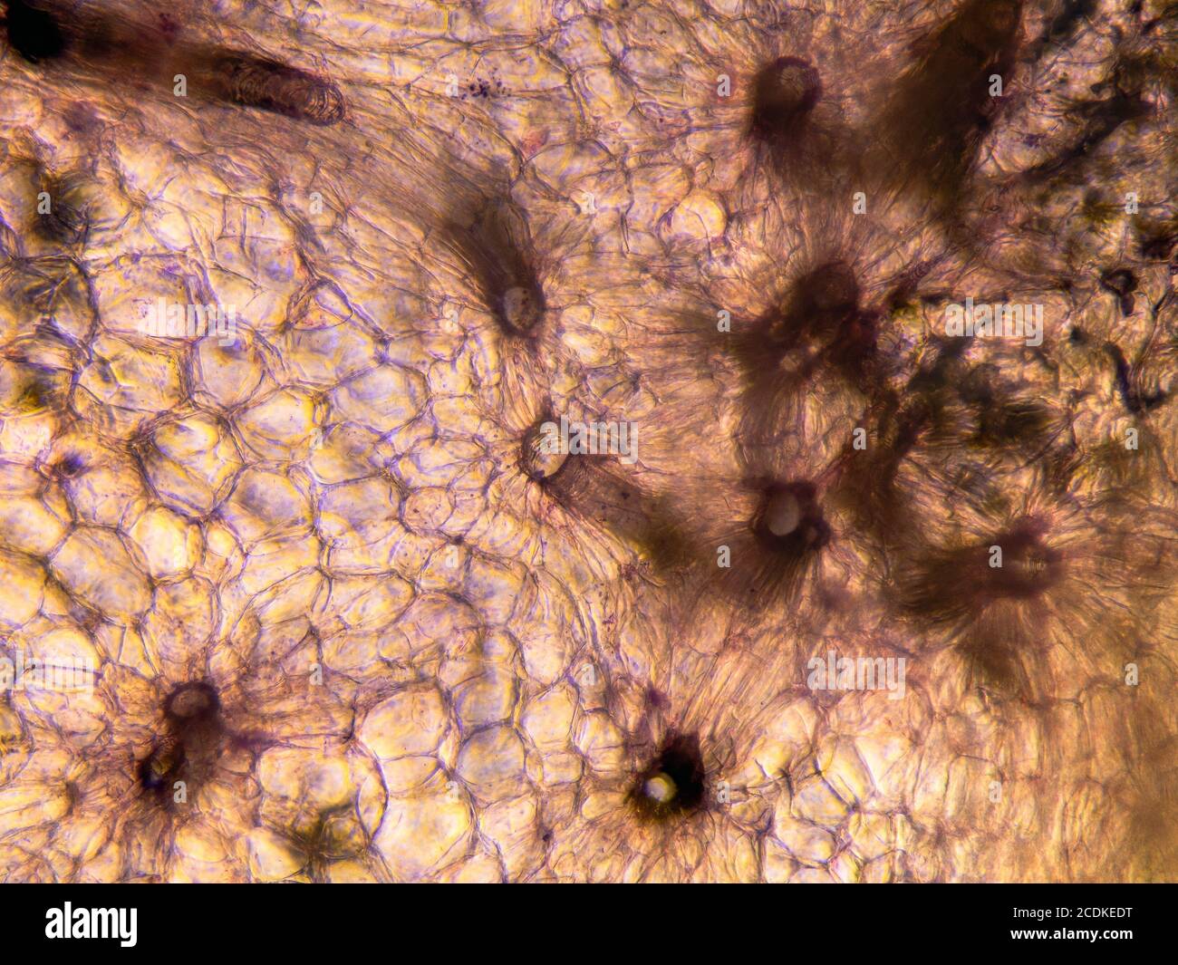 Vista microscópica de las células de raíz de zanahoria. Sección transversal. Microscopio compuesto óptico. Campo claro. Objetivo 10x. Foto de stock
