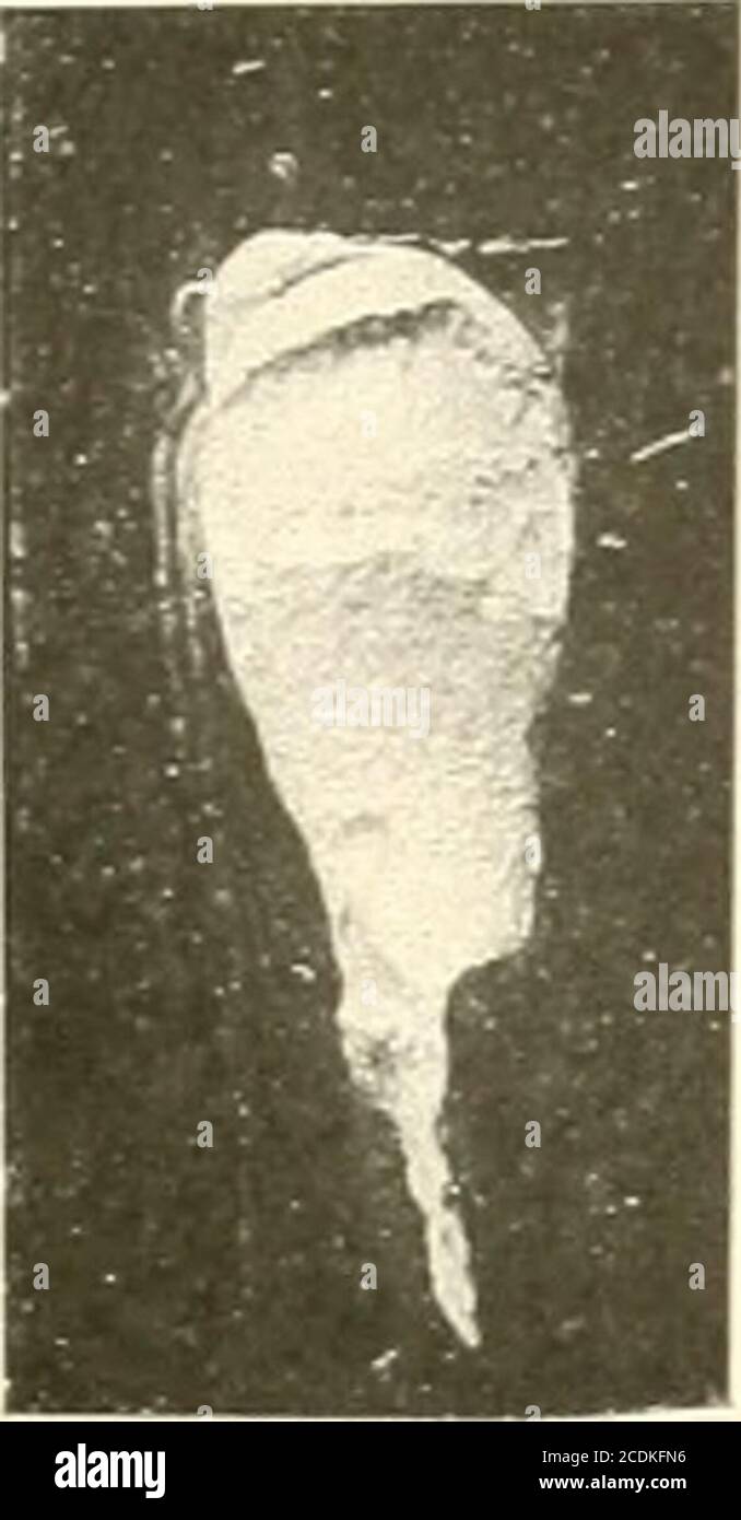 . Anatomische Hefte . Fig. 22. Foto de stock
