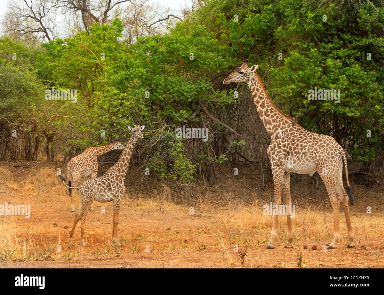 Torre de Thornicroft Giraffes de pie en el Bushveld africano en el Parque Nacional Luangwa del Sur, Zambia Foto de stock