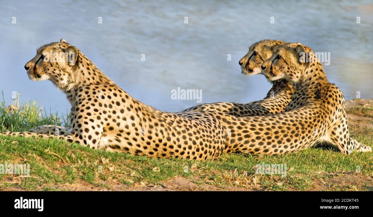 Tres guepardos descansando junto a un agujero en el Parque Nacional de Hwange, Zimbabwe. Los guepardos se están poniendo cerca de la otra, y se enfrentan a la misma manera Foto de stock