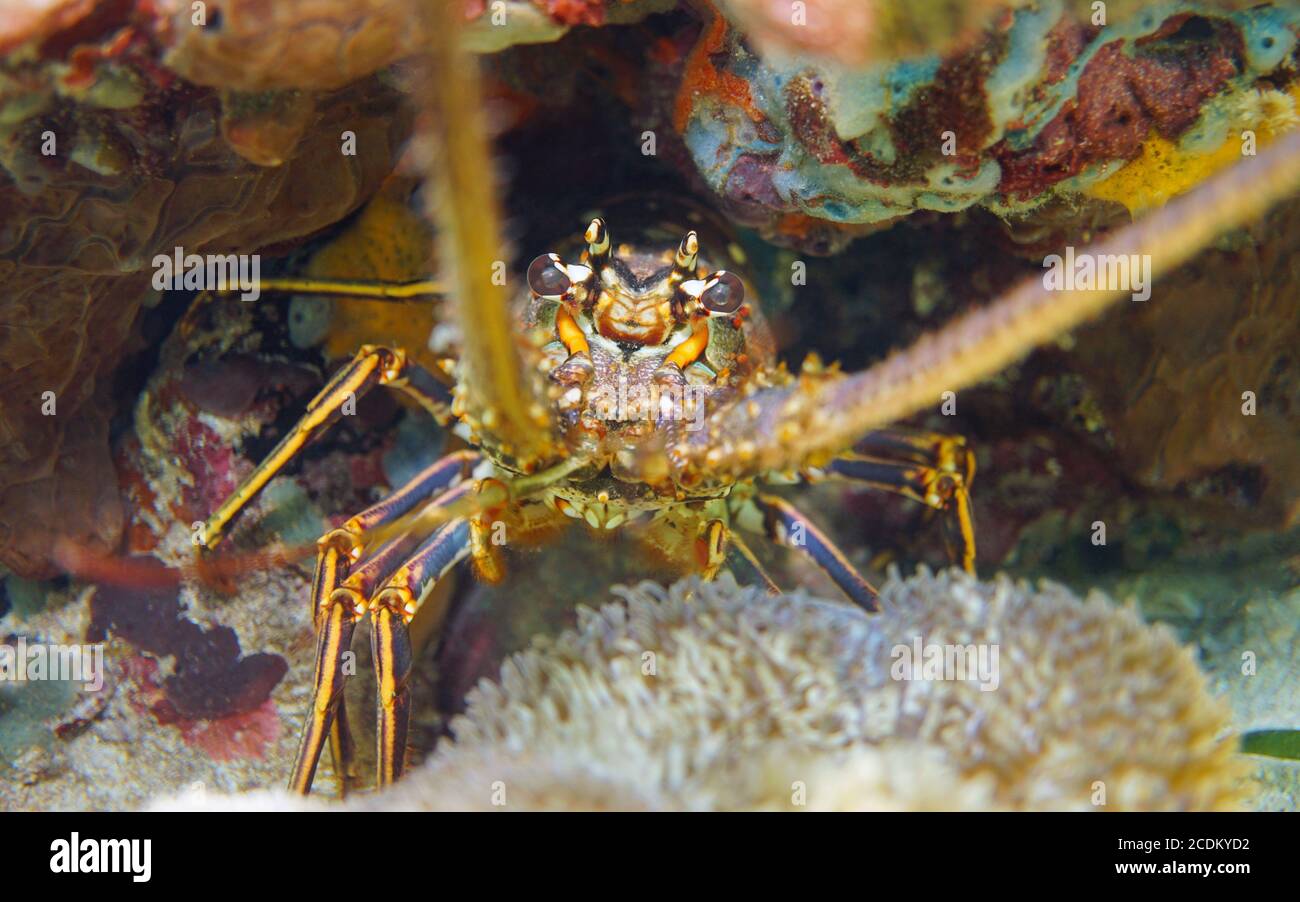 Una langosta espinosa del Caribe bajo el agua de cerca, mar Caribe Foto de stock