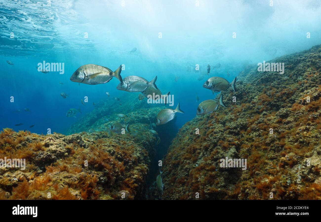 Varios peces sargo de la dorada bajo el agua en el mar Mediterráneo, Francia Foto de stock