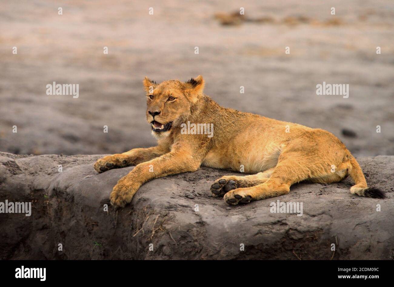 León húmedo joven descansando en un banco de arena en el parque nacional de Hwange, Zimbabwe, África del Sur Foto de stock