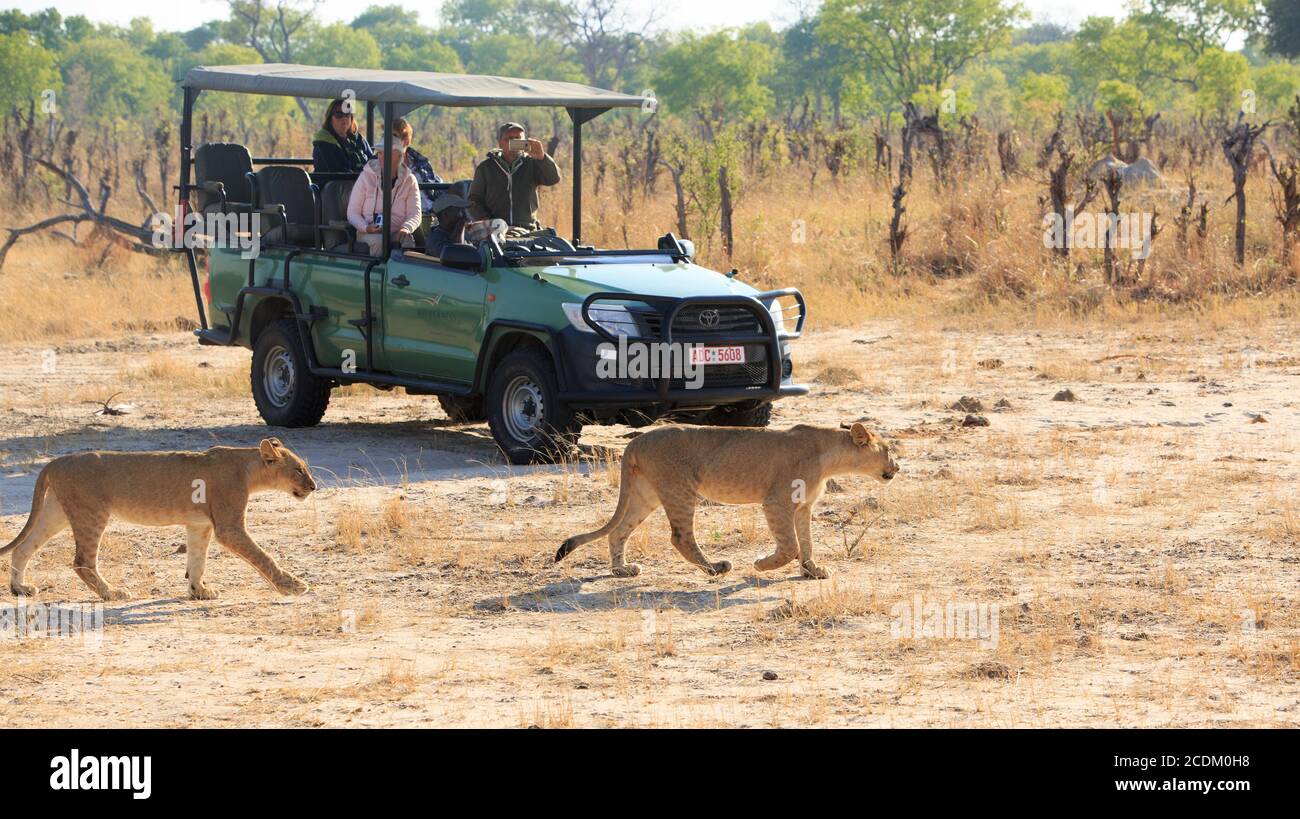 a tiempo Adicto civilización Parque Nacional de Hwange, Zimbabwe. Los turistas en un safari en un camión mientras dos leones caminan por delante de ellos. El turismo es necesario en Zimbabwe para ayudar a la conservación a tiempo Adicto civilización Parque Nacional de Hwange, Zimbabwe. Los turistas en un safari en un camión mientras dos leones caminan por delante de ellos. El turismo es necesario en Zimbabwe para ayudar a la conservación