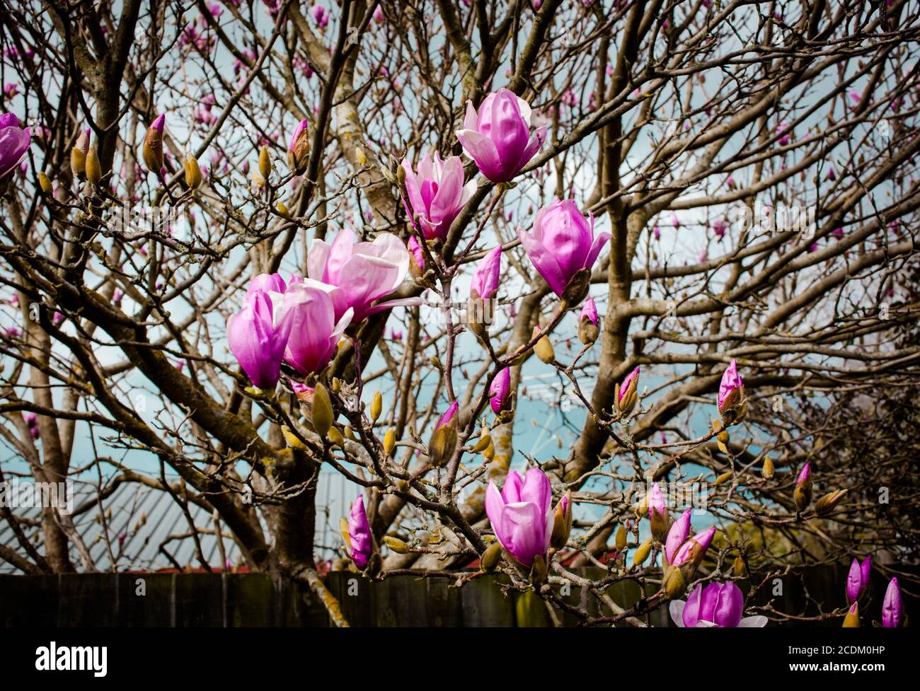 Nueva Zelanda campo, icónicas escenas kiwi: Resplandecientes flores de primavera - Magnolia Sweetheart árbol. Foto de stock