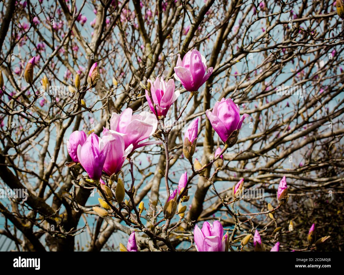 Nueva Zelanda campo, icónicas escenas kiwi: Resplandecientes flores de primavera - Magnolia Sweetheart árbol. Foto de stock