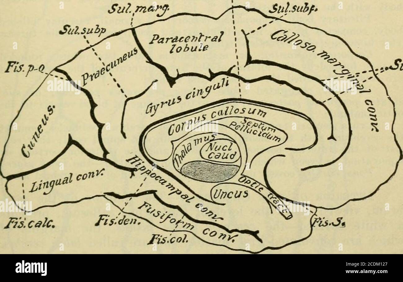 Parieto occipital surco fotografías e imágenes de alta resolución - Alamy