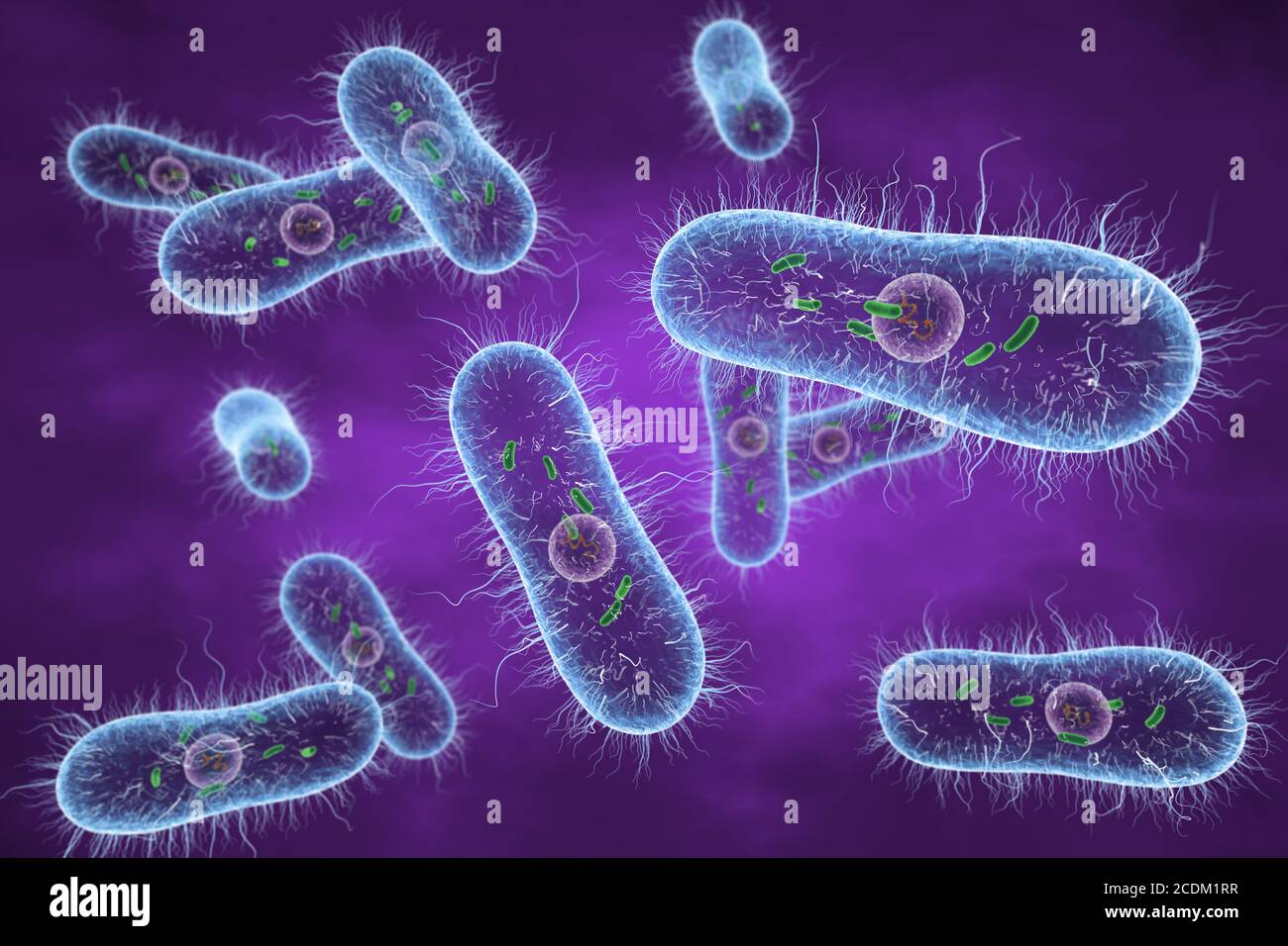Salmonella gram negativa estructura fotografías e imágenes de alta resolución Alamy
