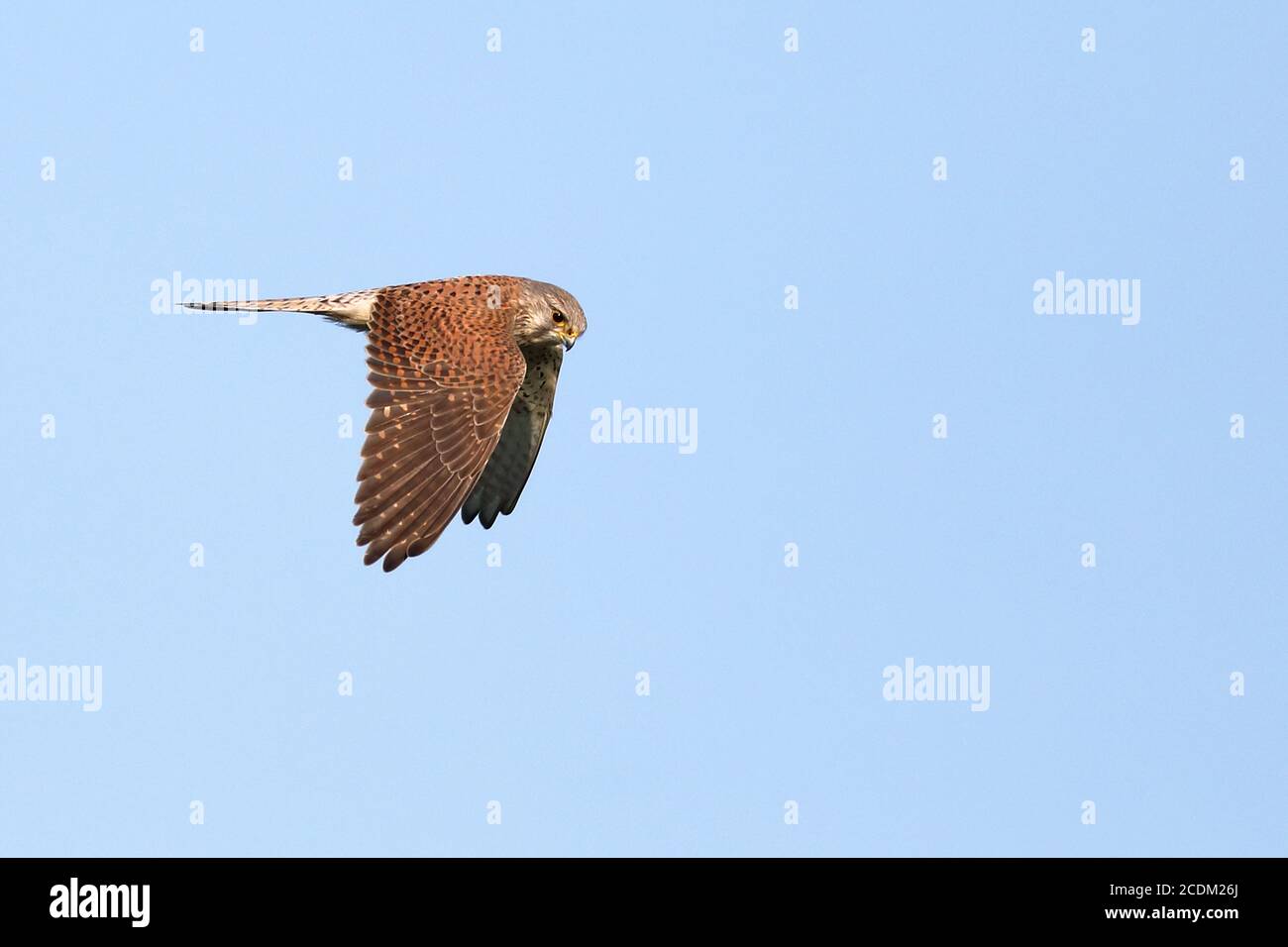 European Kestrel, Eurasian Kestrel, Old World Kestrel, Common Kestrel (Falco tinnunculus), hembra havering, países Bajos, Frisia Foto de stock