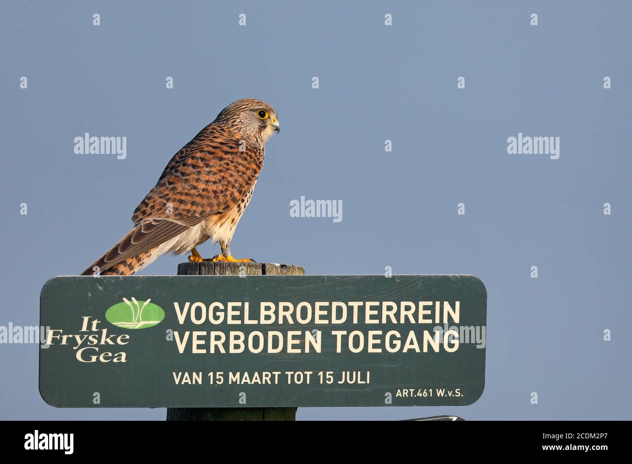 European Kestrel, Eurasian Kestrel, Old World Kestrel, Common Kestrel (Falco tinnunculus), hembra se sienta en un signo de reserva natural, países Bajos, Frisia Foto de stock