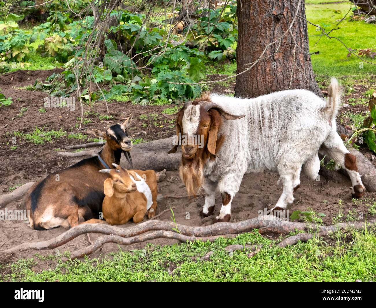 Cabra barbuda 'Capra aegagrus hircus' (raza mixta) comunicándose con dos hembras. Foto de stock
