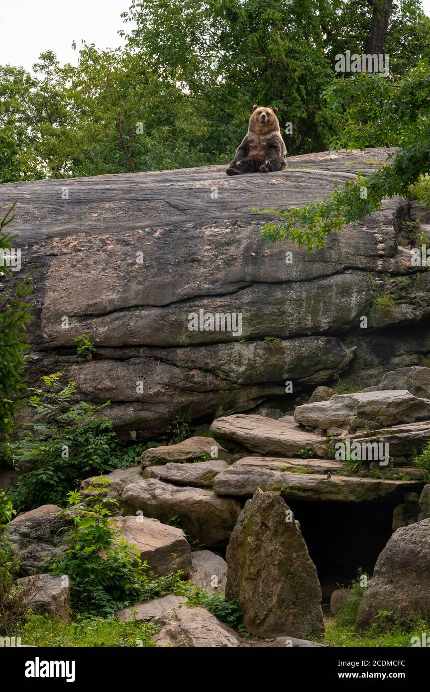 Grizzly Bear en el Bronx Zoo en la ciudad de Nueva York Foto de stock