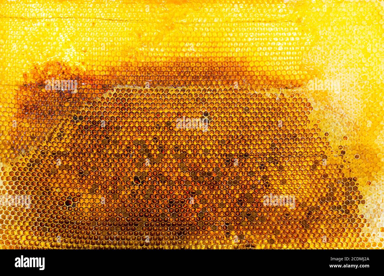 marco de panales de miel, primer plano Foto de stock