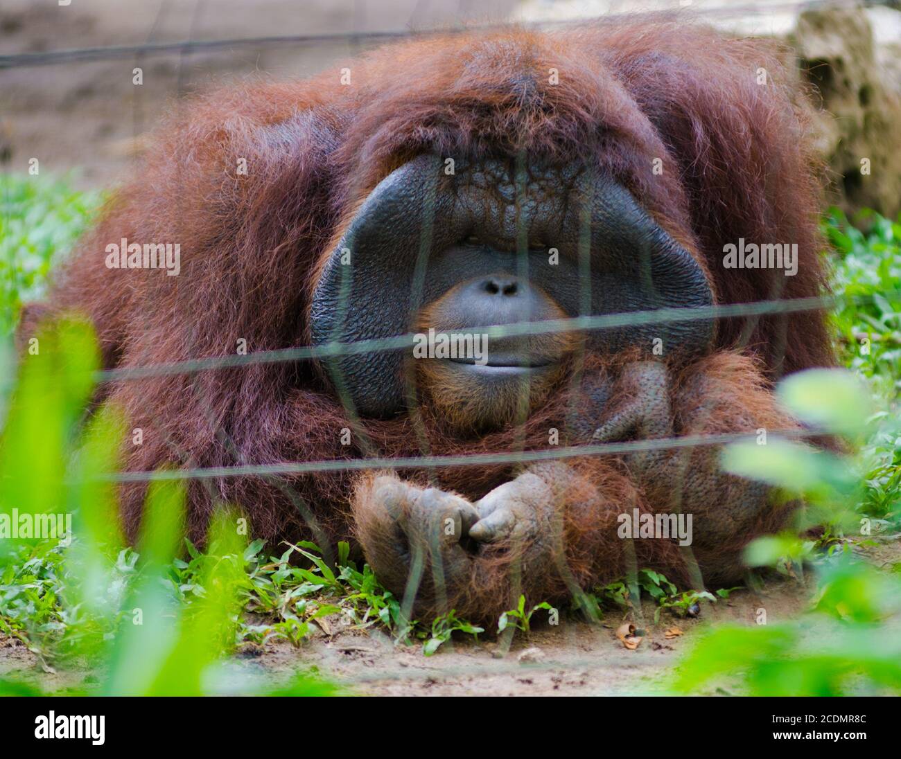 orangután Foto de stock