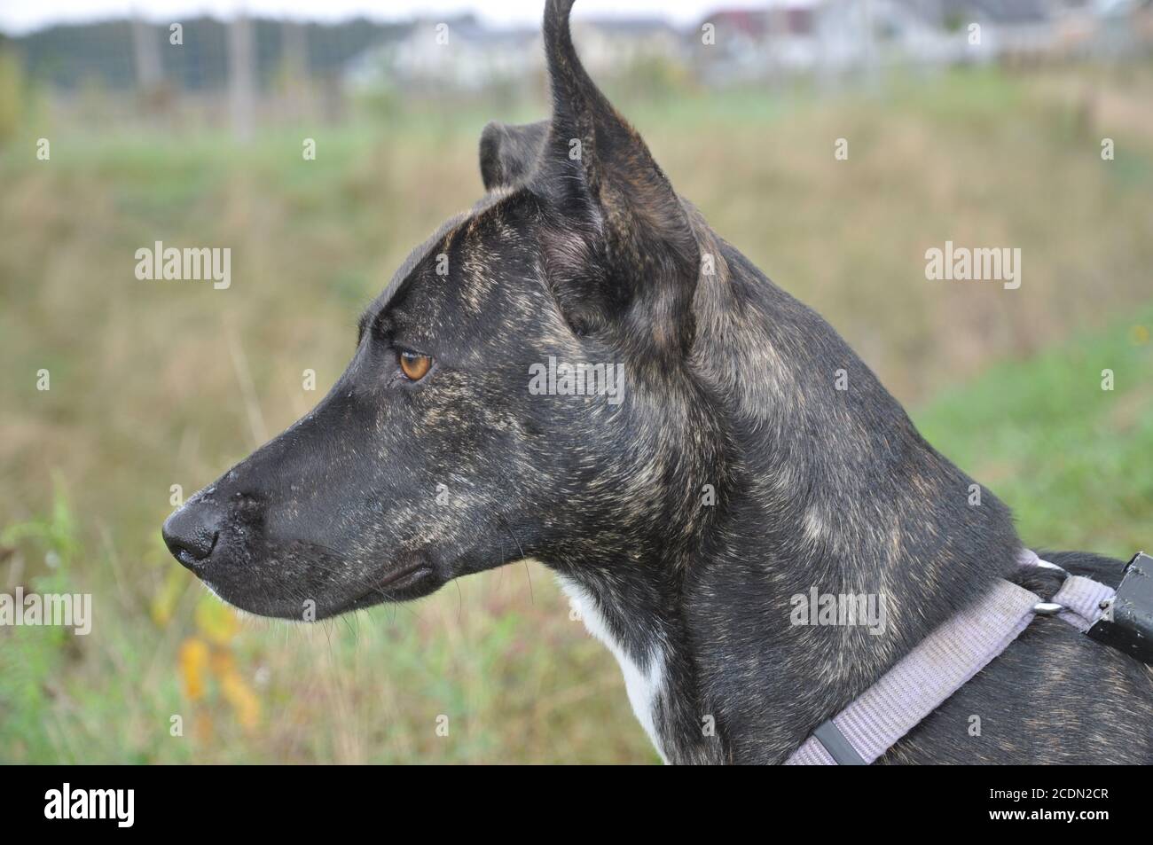 perro hembra Foto de stock