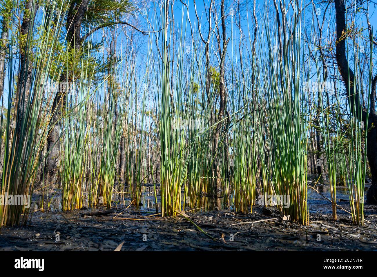 El nuevo crecimiento que aparece después de son ha sido devastado por los incendios forestales, Parque Nacional Burrum, Queensland, Australia Foto de stock