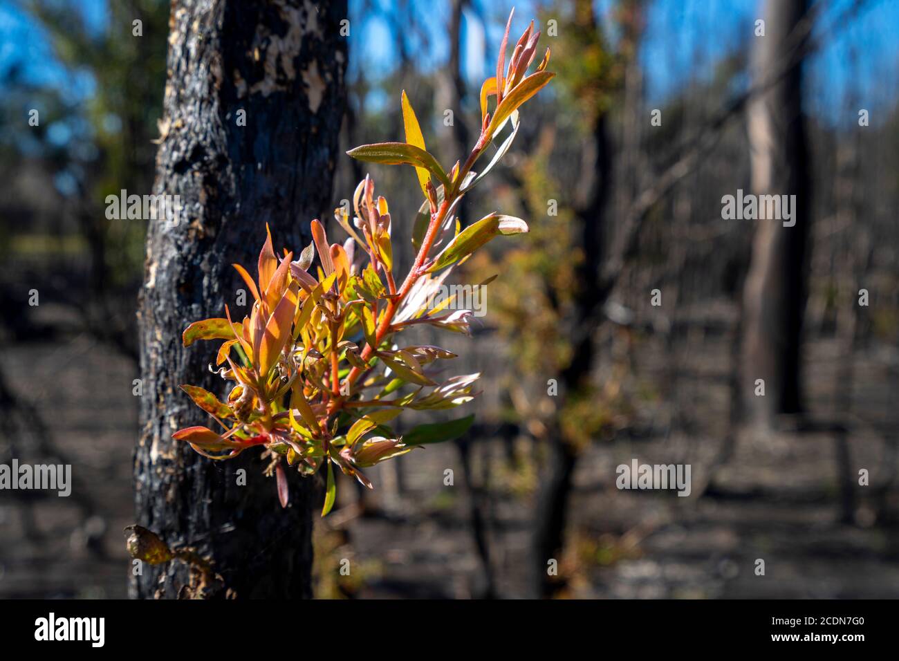 El nuevo crecimiento que aparece después de son ha sido devastado por los incendios forestales, Parque Nacional Burrum, Queensland, Australia Foto de stock
