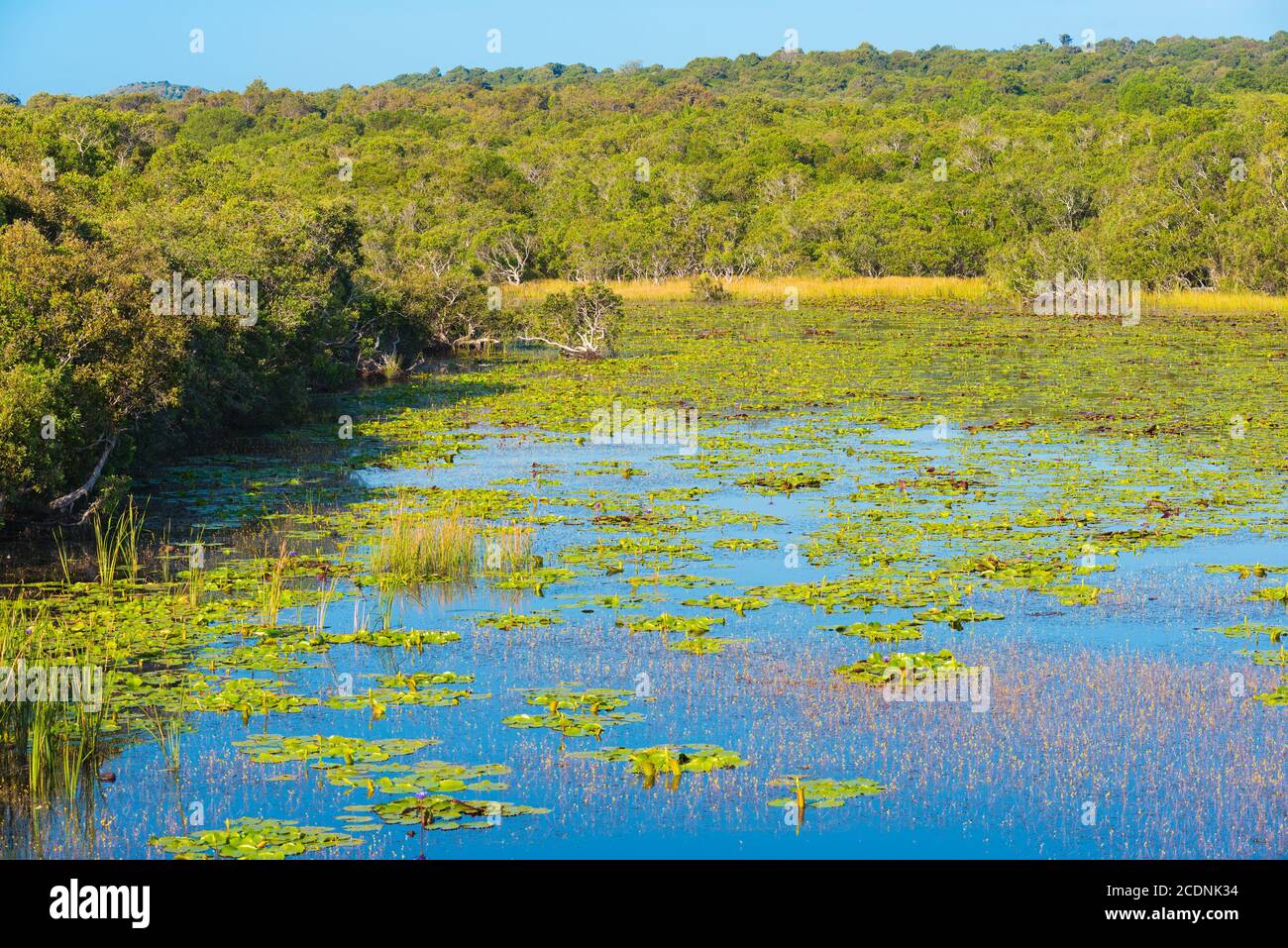 Pantano de manglares en el sur de Vietnam Foto de stock