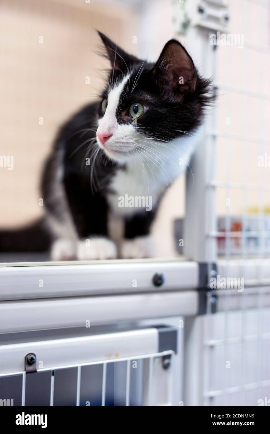 gatito joven blanco y negro con marcas de esmoquin curiosamente peeking fuera de la puerta de la perrera del refugio hacia el lado izquierdo de la imagen Foto de stock