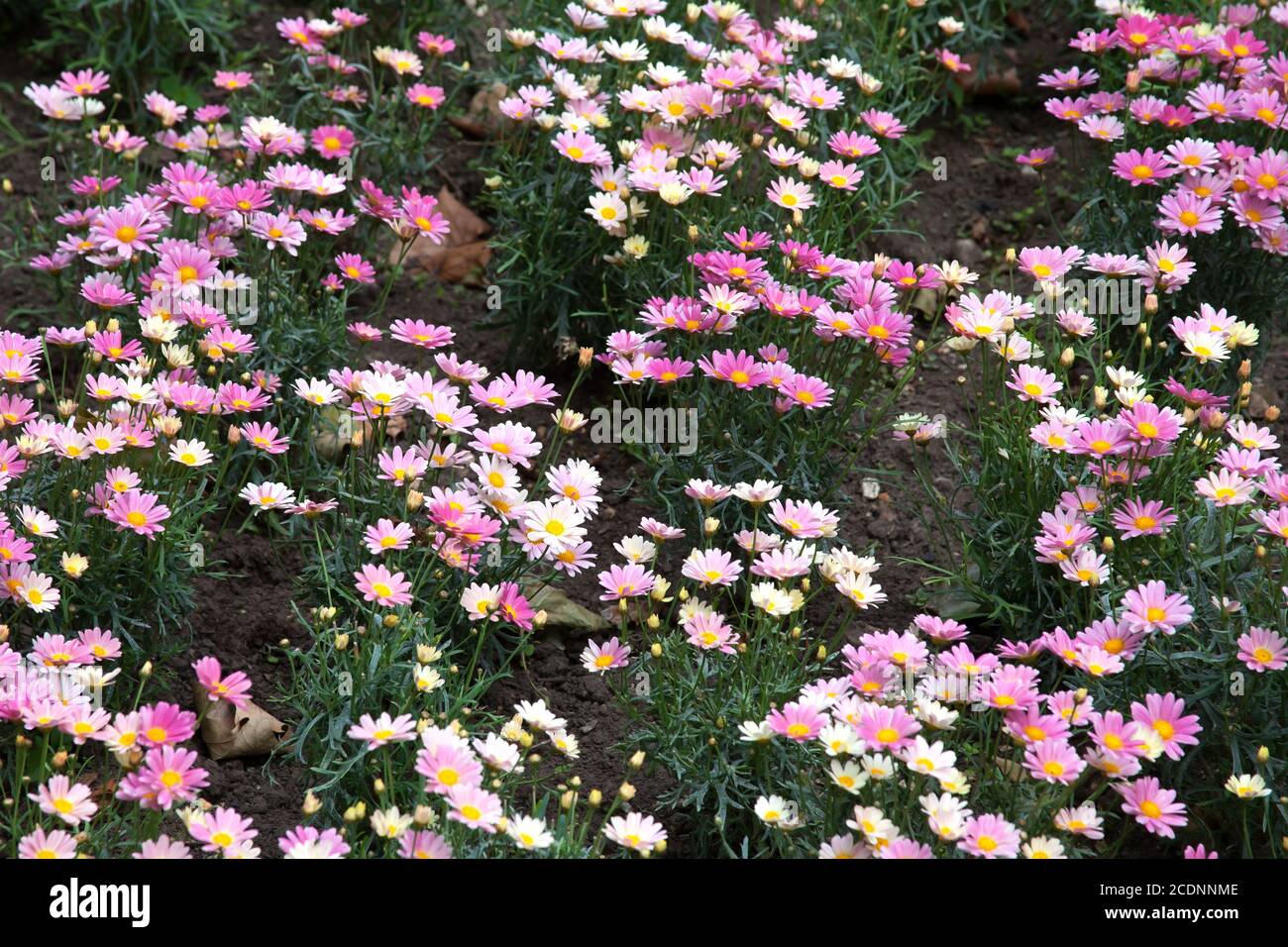 Margarita pequeña rosa y blanca margarita margaritas en flor, una especie  de Dill Daisy Fotografía de stock - Alamy