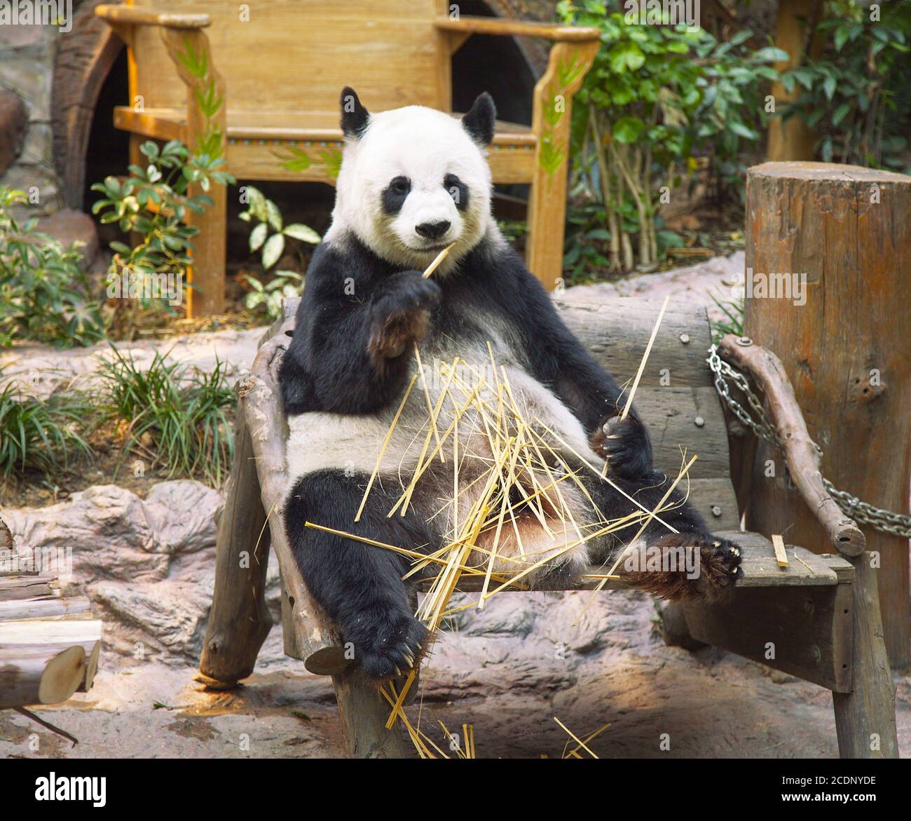 Oso Panda Comiendo bambú gigante en el Zoo de Chiang Mai, Tailandia Foto de stock