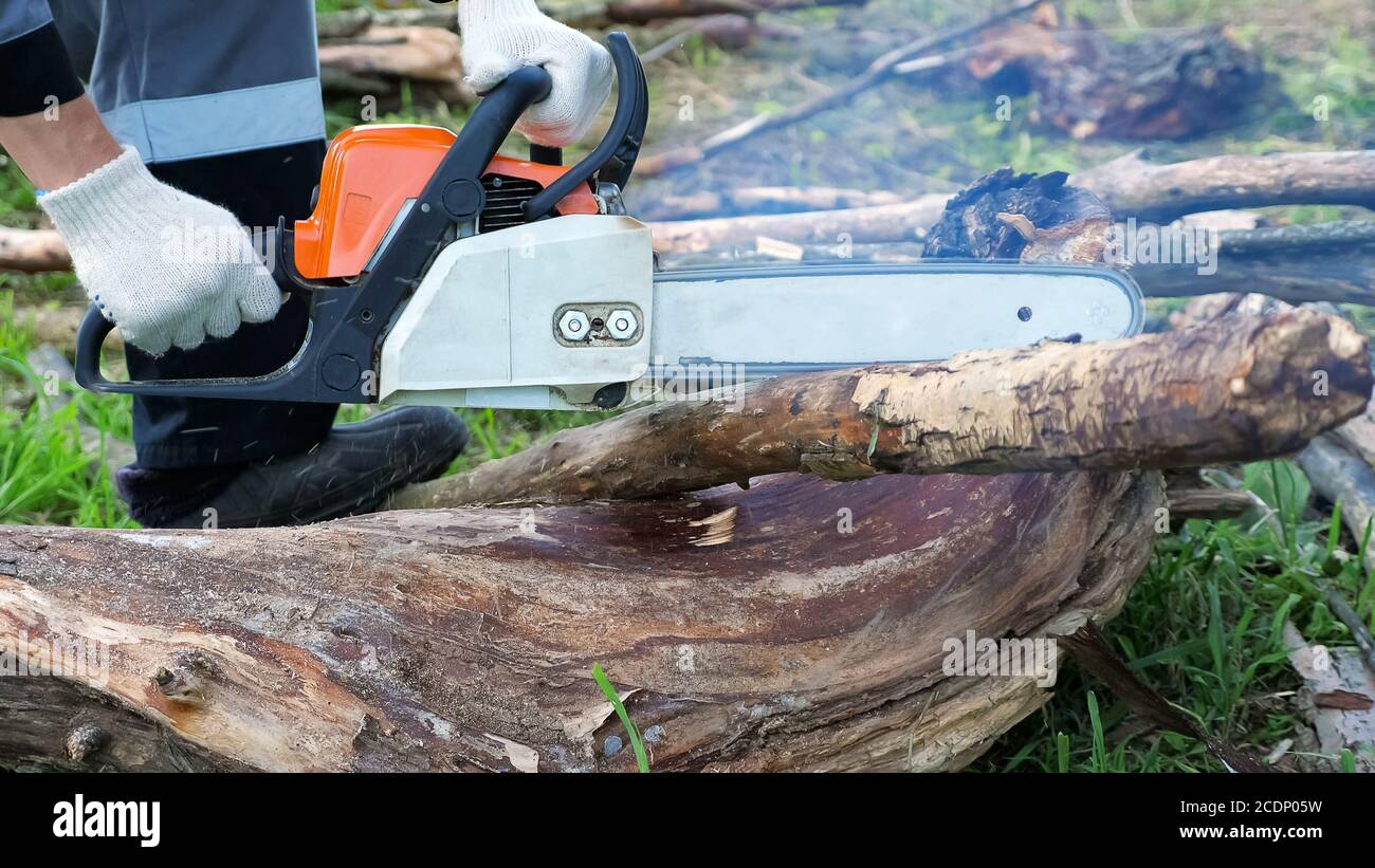 La motosierra de hombre irreconocible corta los árboles secos de cerca  Fotografía de stock - Alamy
