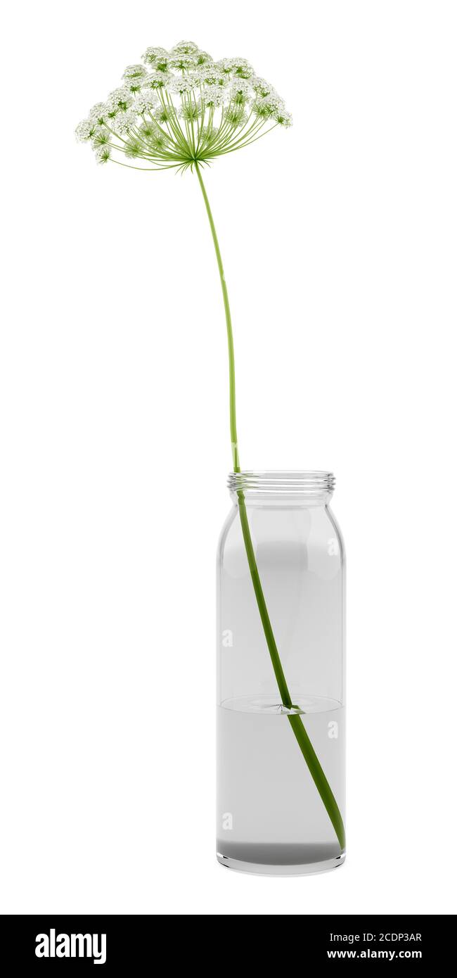 Zanahoria silvestre flor en jar aislado sobre fondo blanco. Ilustración 3d Foto de stock
