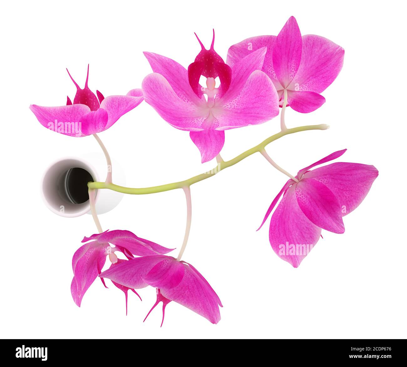 Vista superior de orquídeas en un jarrón aislado sobre fondo blanco. Ilustración 3d Foto de stock
