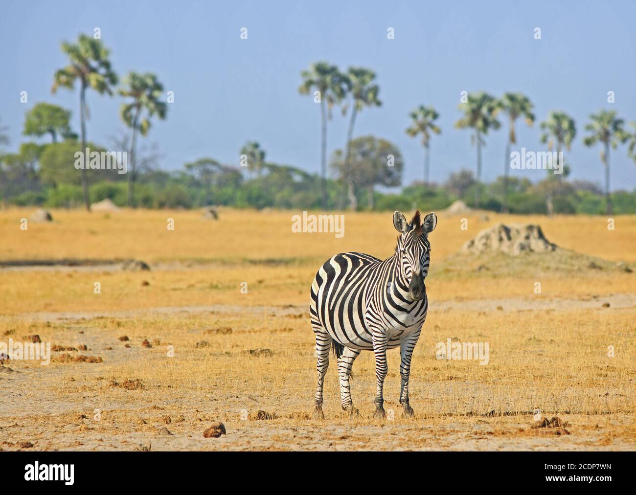 Solitaria Burchell Zebra de pie en las vastas llanuras vacías con un fondo arbolado en el Parque Nacional de Hwange, Zimbabwe Foto de stock