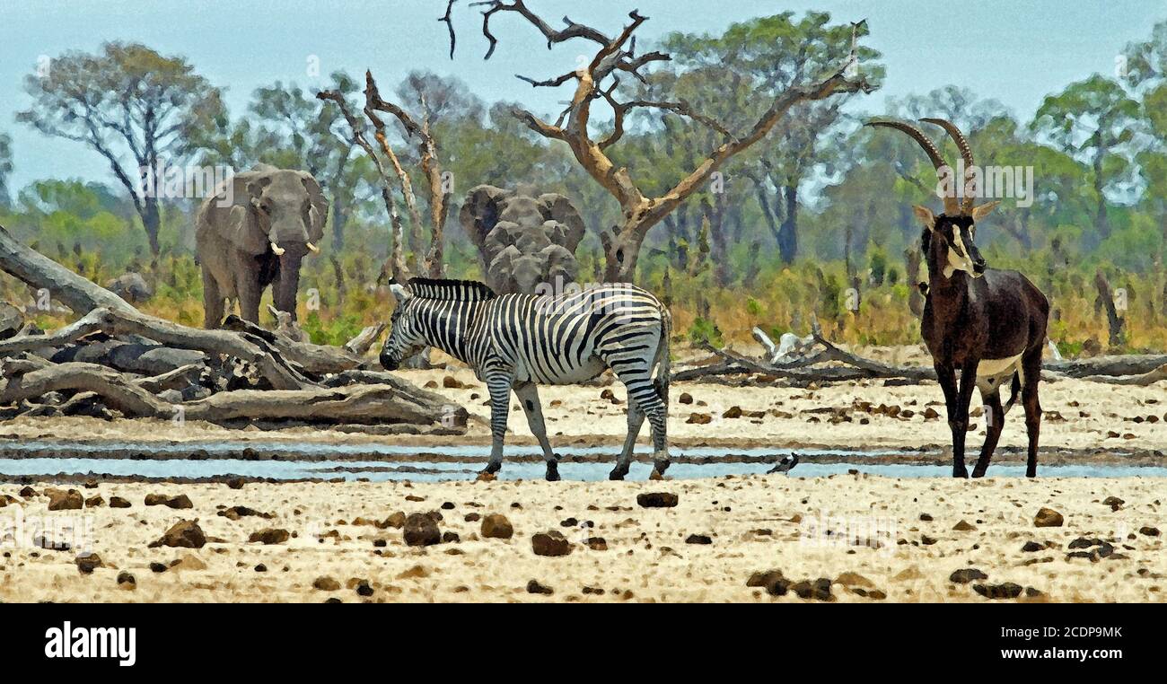 Cebra, elefantes y Antelope Sable en un pequeño pozo de agua en el Parque Nacional de Hwange, contra un fondo de arbusto. El Sable y Zebra están en primer plano Foto de stock