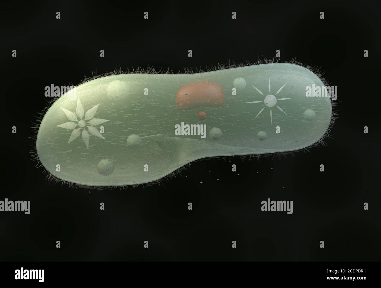 Modelo de microorganismos biológicos paramecio caudatum ilustración 3d Foto de stock