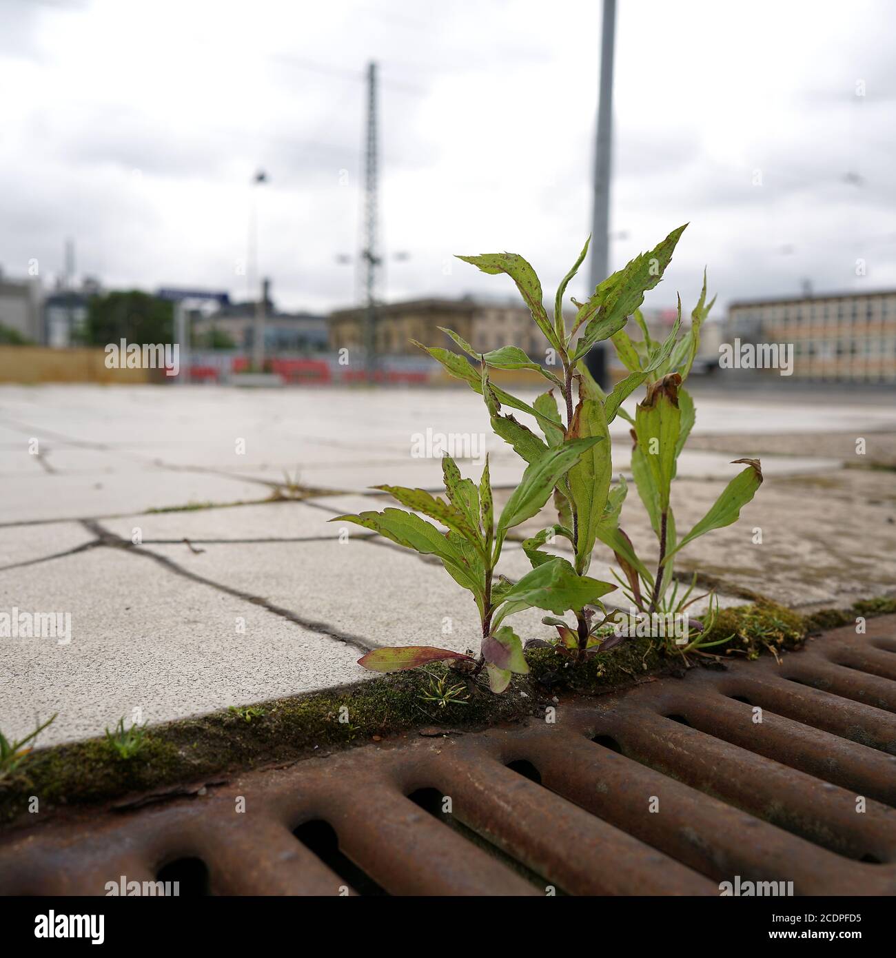 lucha por la supervivencia de una planta en una plataforma ferroviaria En Magdeburg Foto de stock